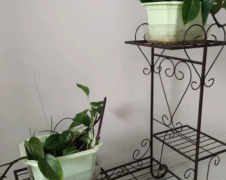 烟台二手家具·几乎全新花架 要搬家给钱就卖